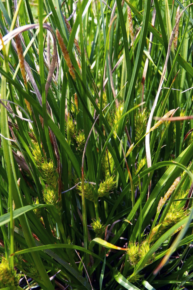 Image of Carex hirta specimen.