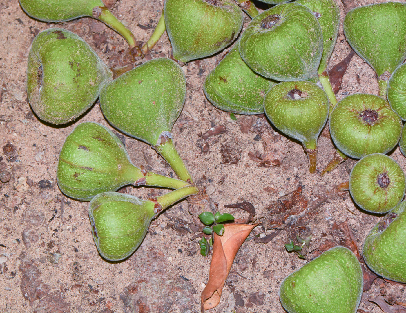 Image of Ficus auriculata specimen.