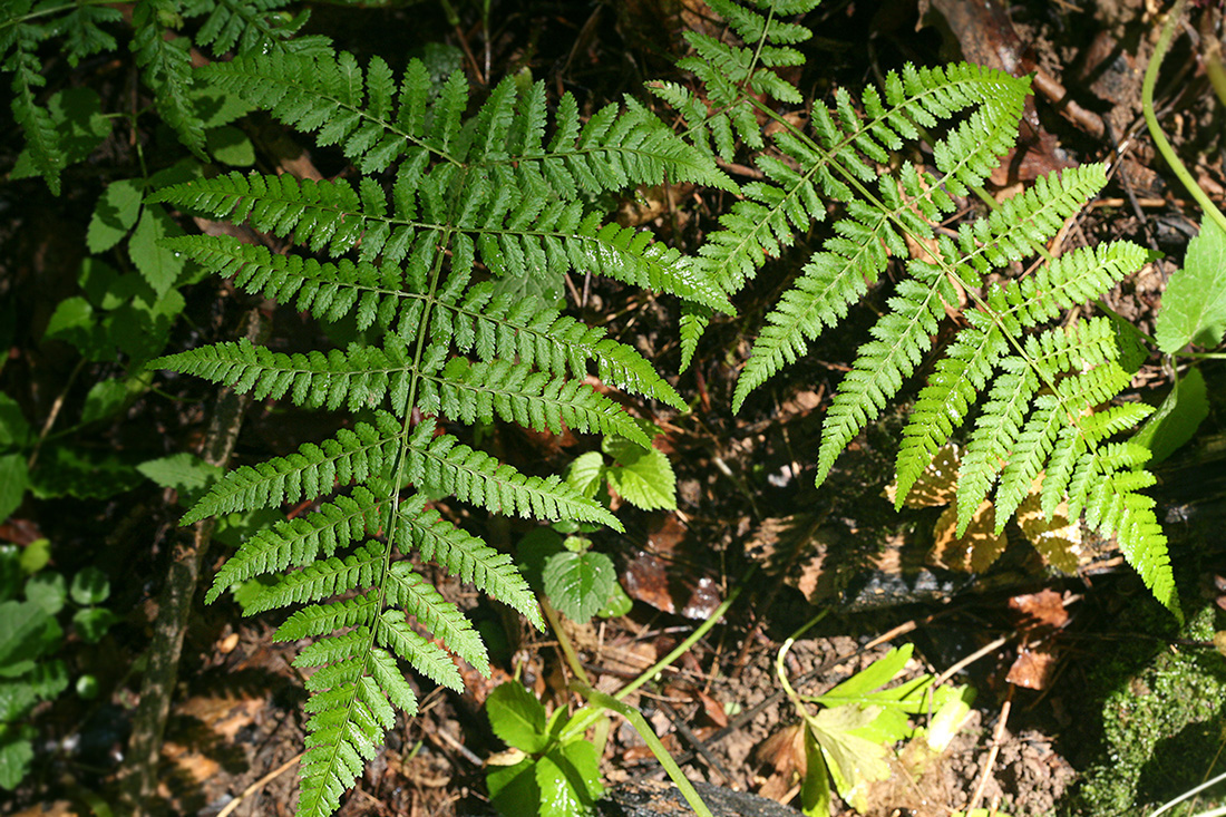 Изображение особи Dryopteris dilatata.