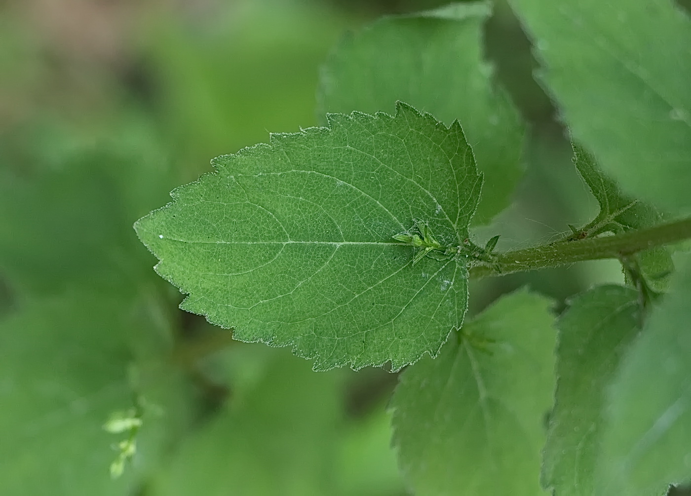 Image of Campanula rapunculoides specimen.