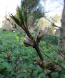 Syringa pinnatifolia