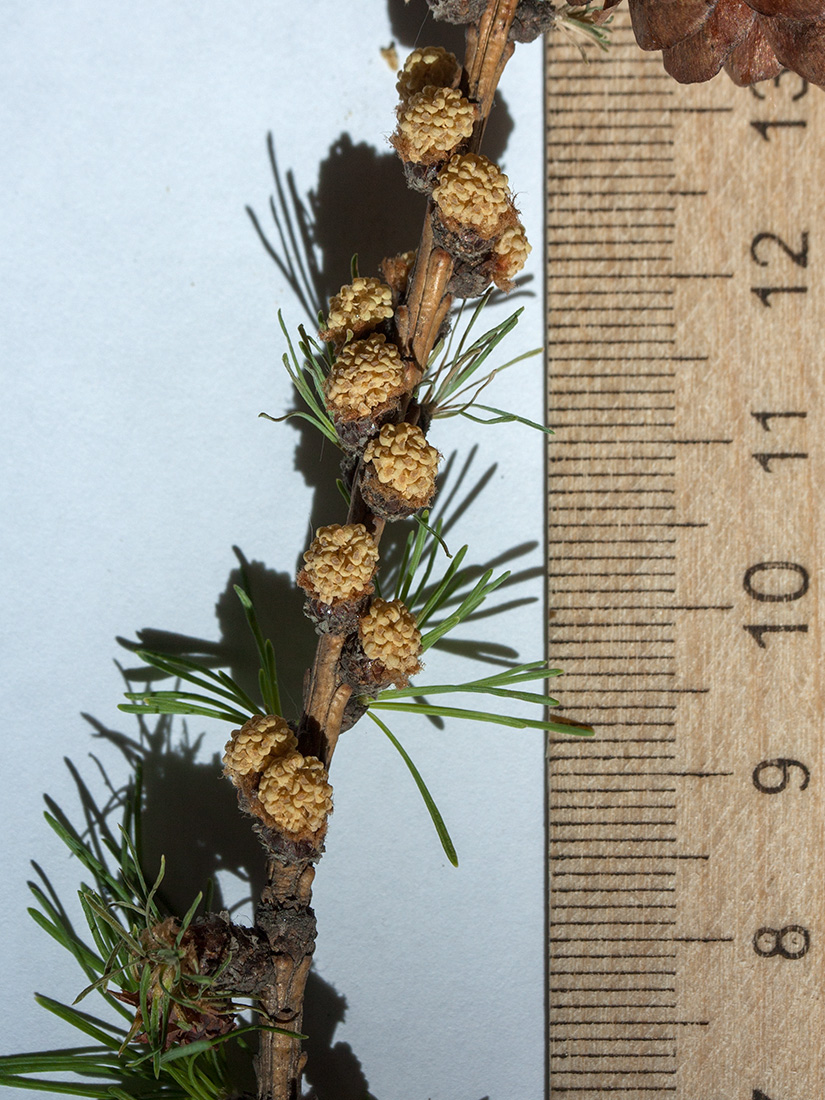 Image of Larix sibirica specimen.