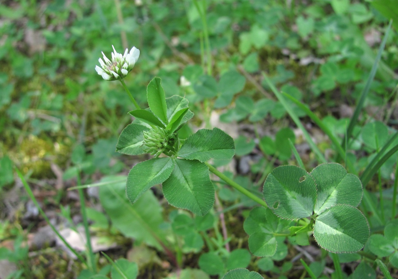 Изображение особи род Trifolium.