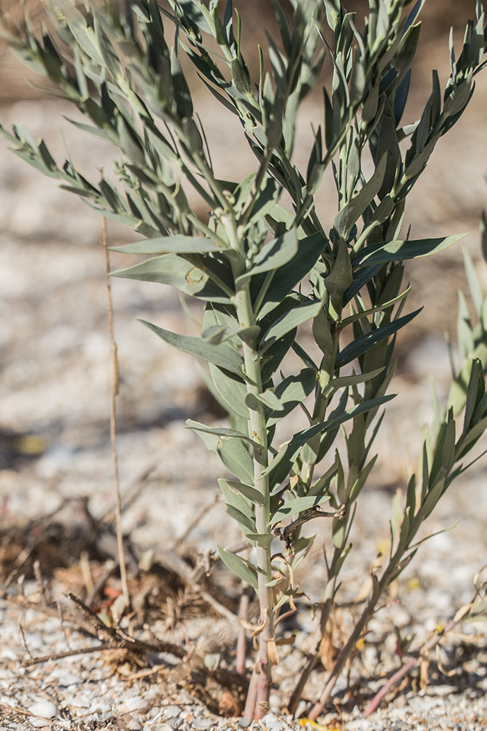 Image of Linaria genistifolia specimen.