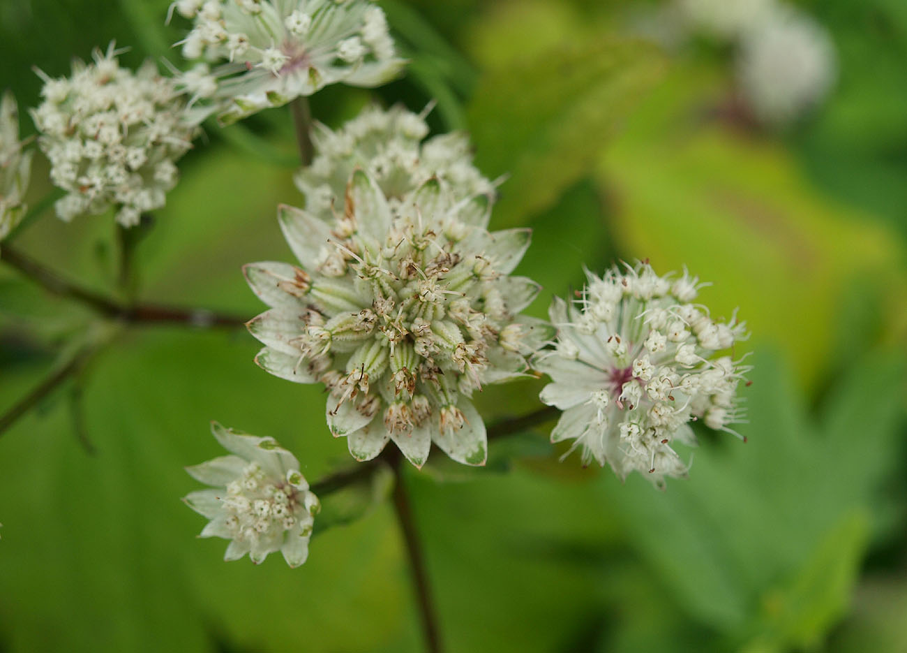 Image of Astrantia pontica specimen.