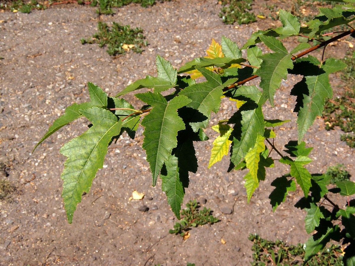 Image of Acer ginnala specimen.