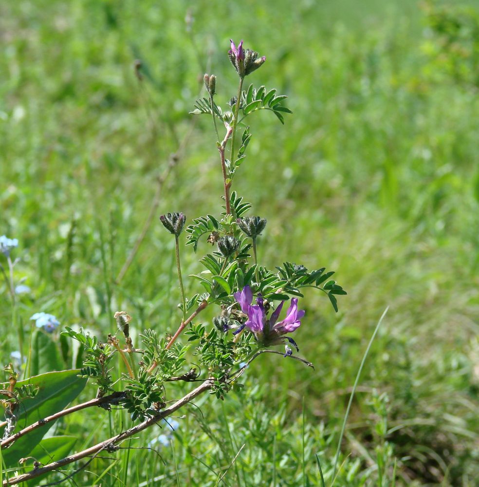 Image of Astragalus suffruticosus specimen.