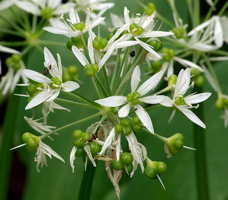 Image of Allium ursinum specimen.