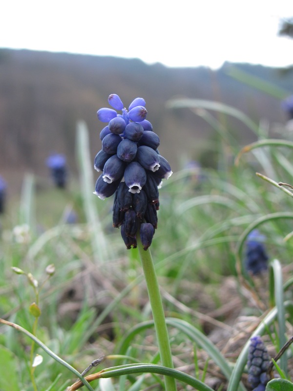 Image of Muscari neglectum specimen.