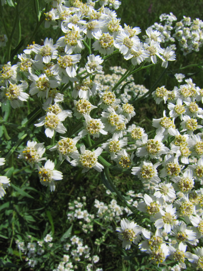 Изображение особи Achillea cartilaginea.