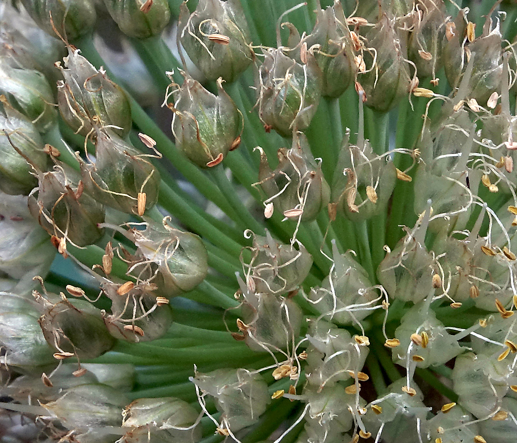 Image of Allium altaicum specimen.