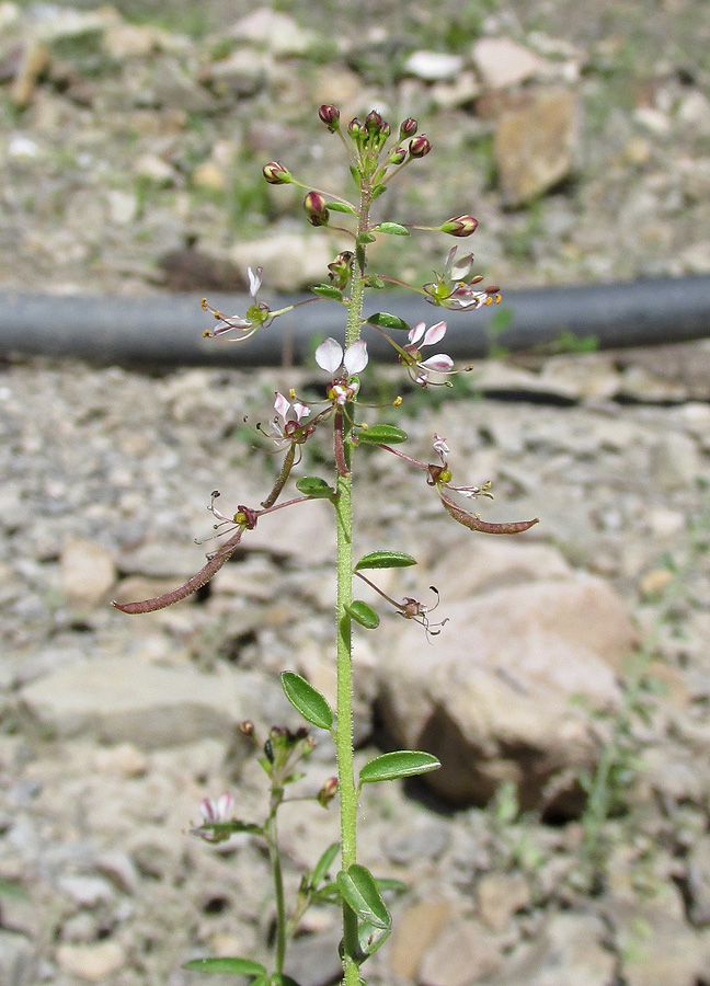 Image of Cleome daghestanica specimen.