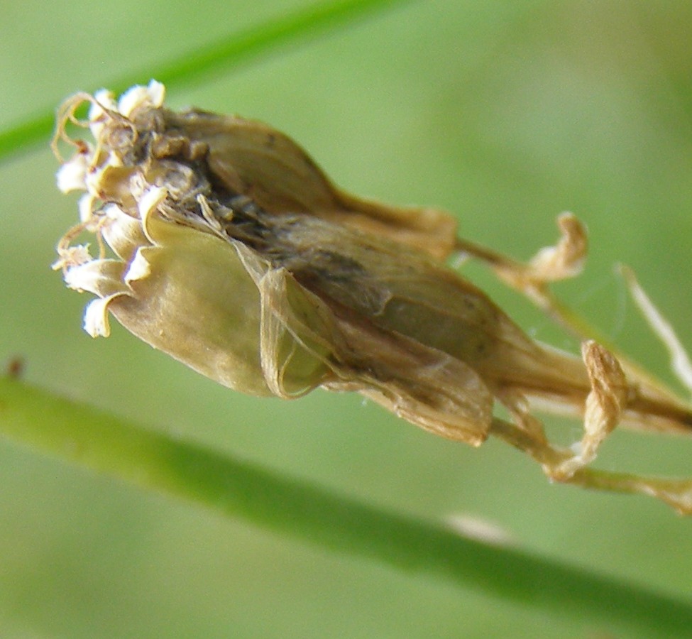 Image of Viscaria vulgaris specimen.