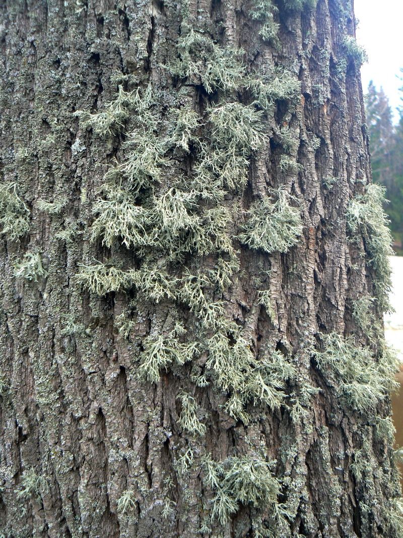 Image of Ramalina farinacea specimen.