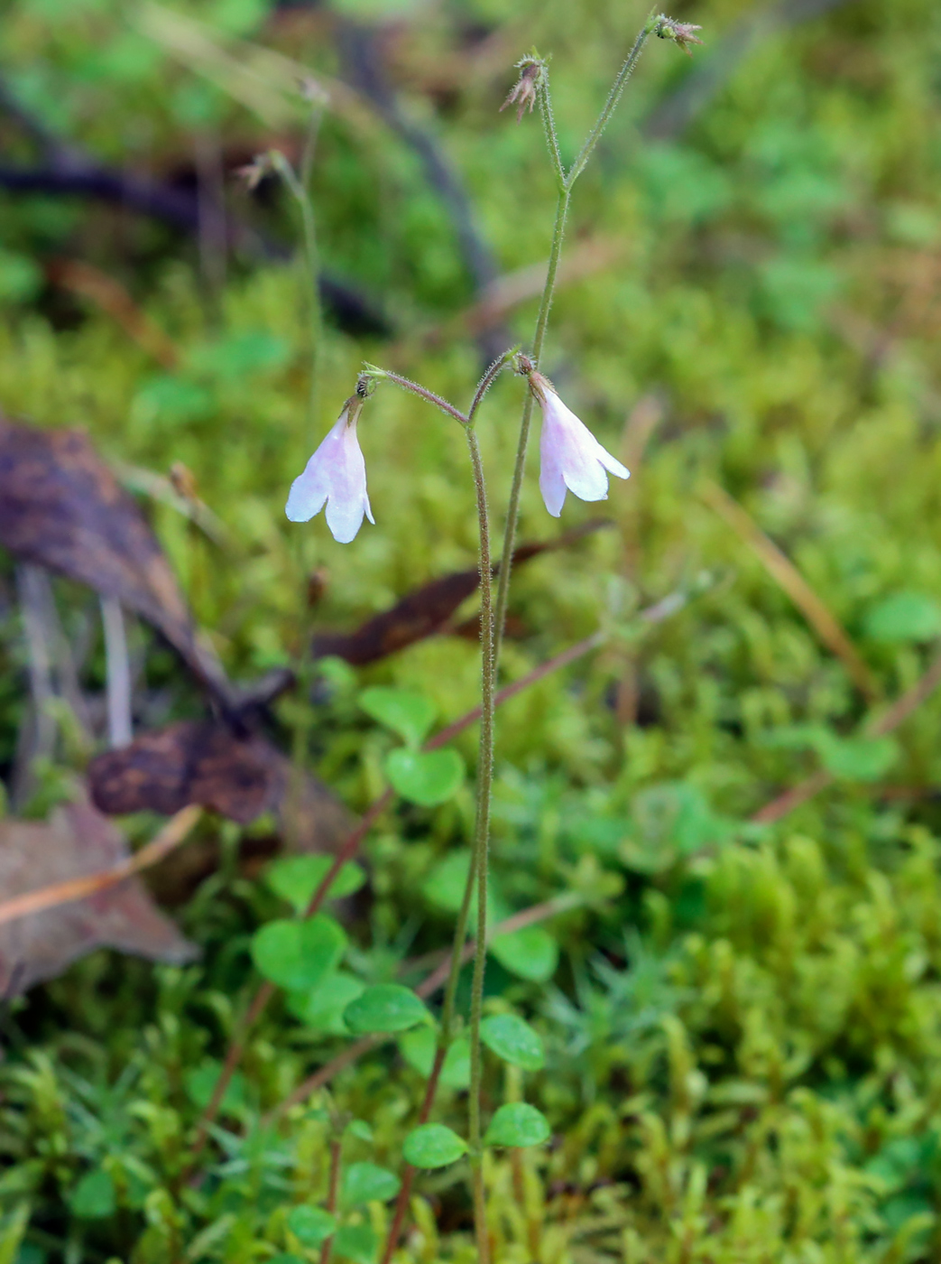 Изображение особи Linnaea borealis.