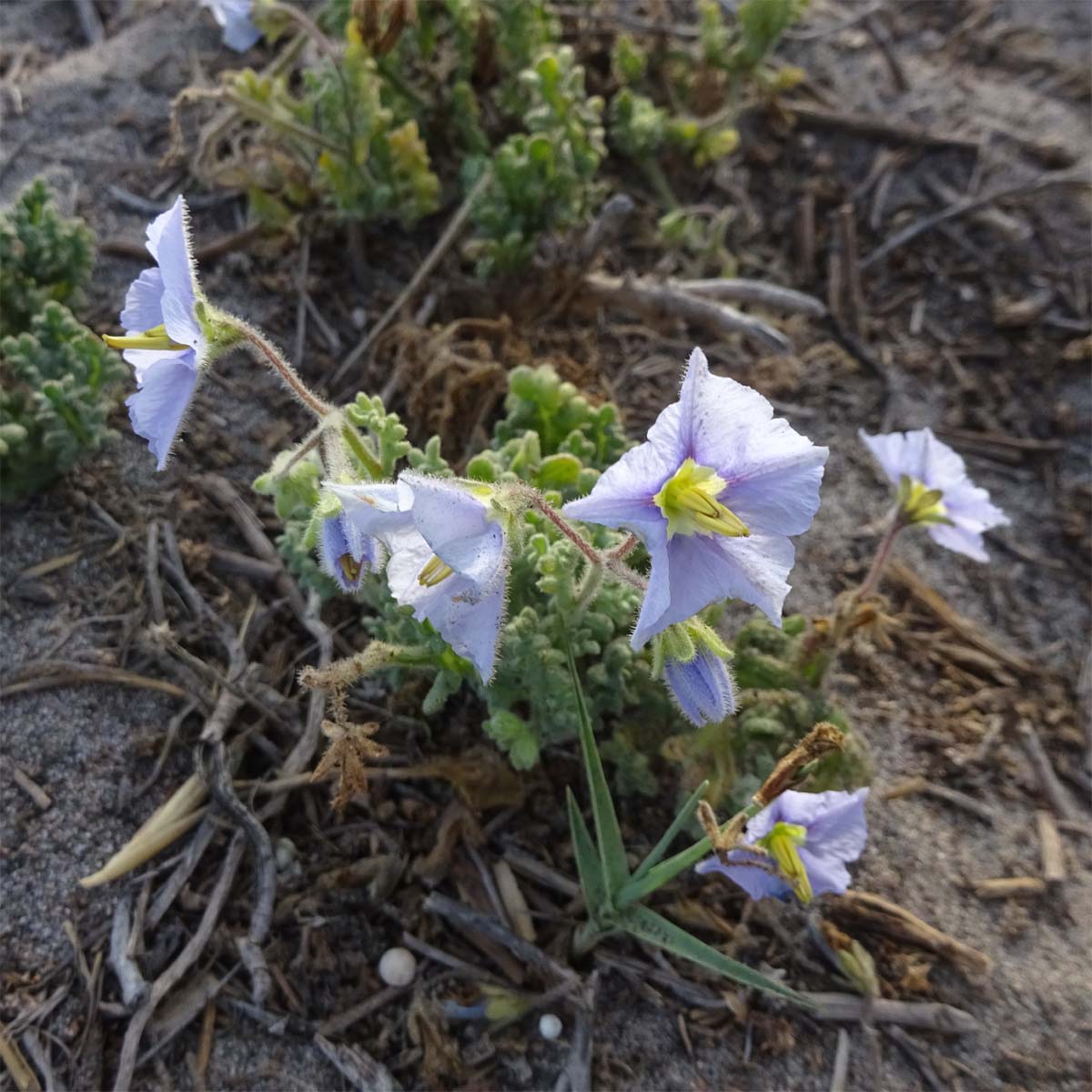 Изображение особи Solanum coquimbense.