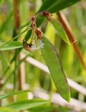 Lathyrus palustris