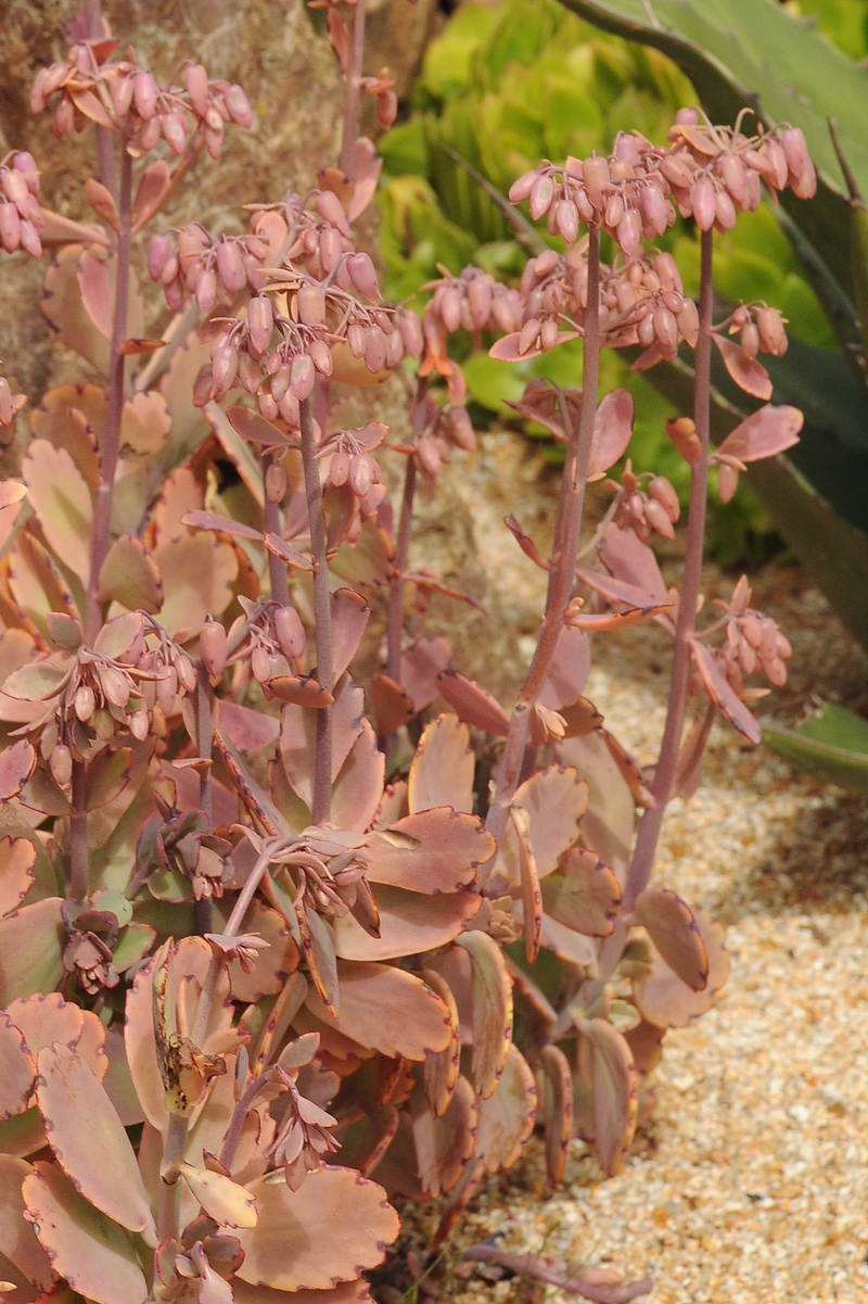 Изображение особи Kalanchoe fedtschenkoi.