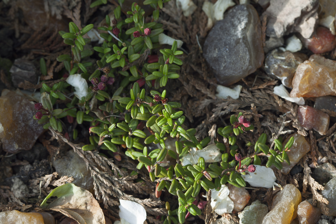 Image of Loiseleuria procumbens specimen.