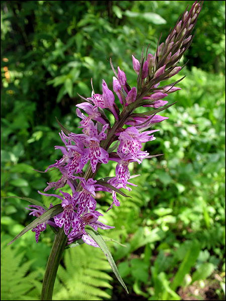 Изображение особи Dactylorhiza fuchsii.