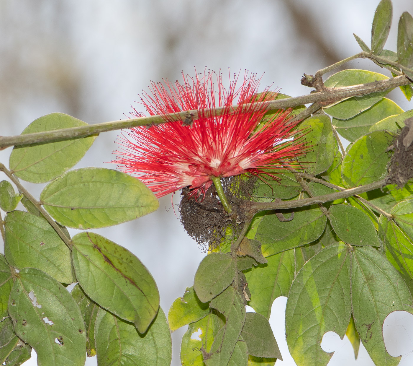 Image of Calliandra trinervia var. carbonaria specimen.