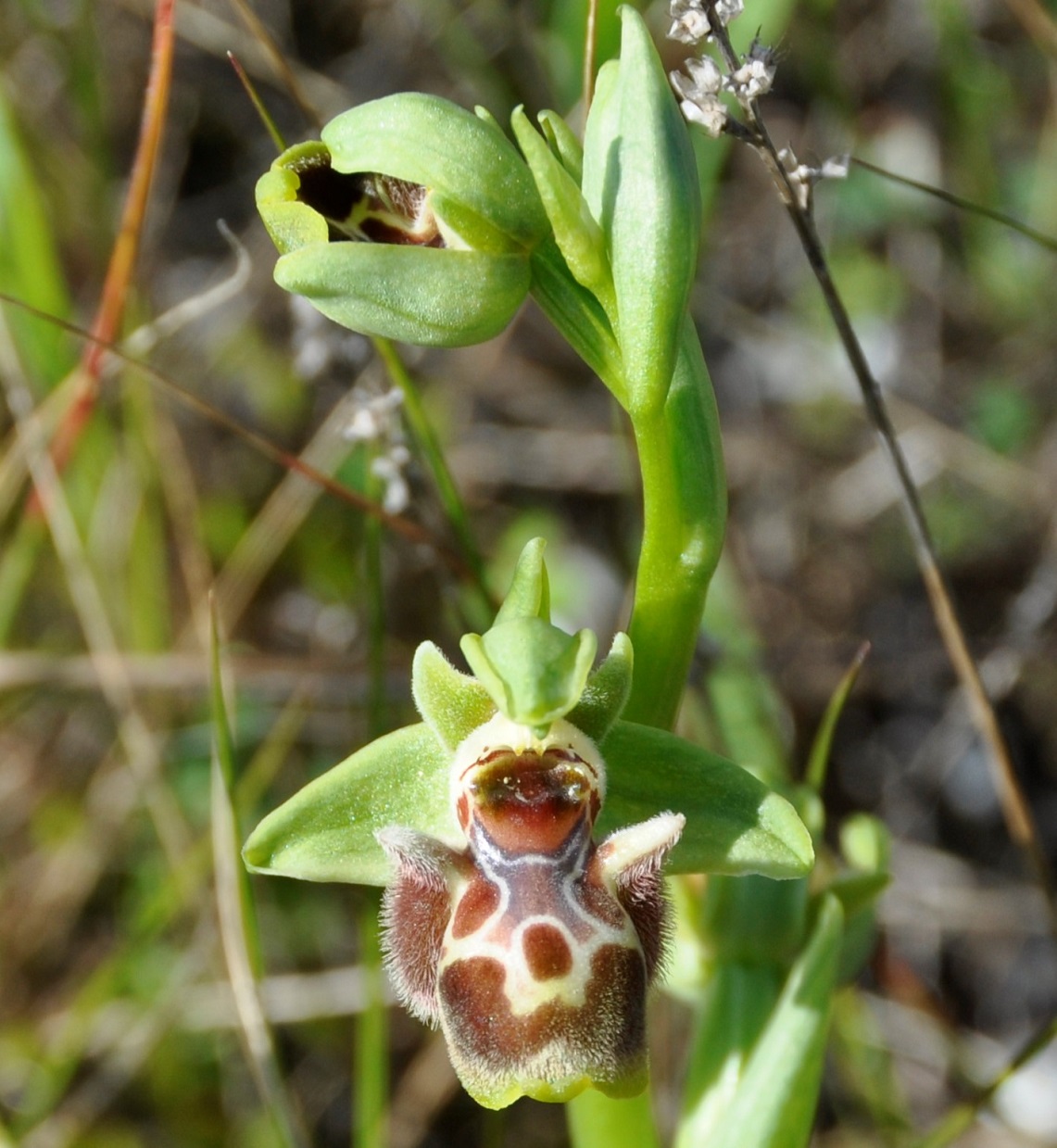 Image of Ophrys flavomarginata specimen.