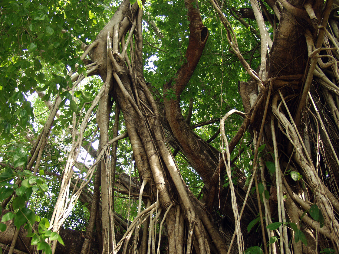 Image of genus Ficus specimen.