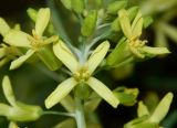Brassica oleracea разновидность viridis. Часть соцветия. Подмосковье, г. Одинцово, в культуре. Июнь 2020 г.
