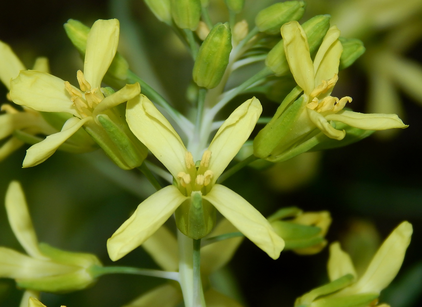 Image of Brassica oleracea var. viridis specimen.