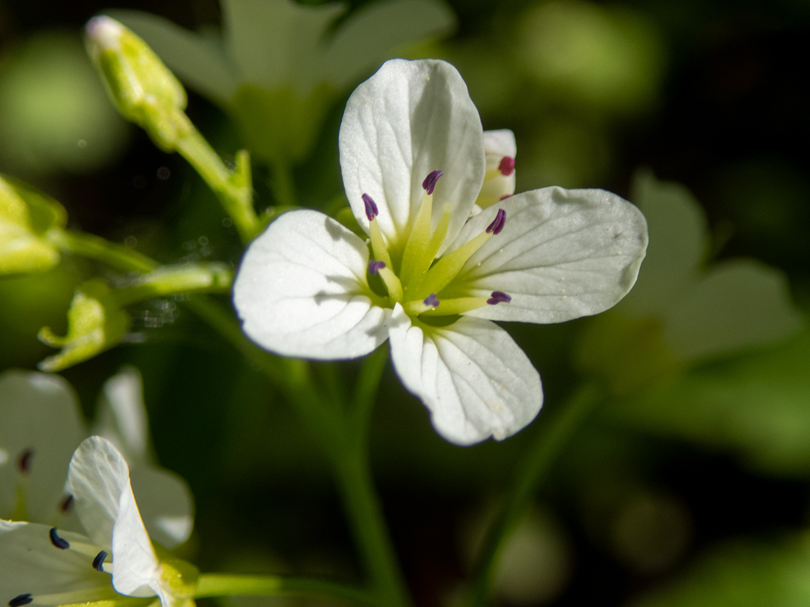 Изображение особи Cardamine amara.