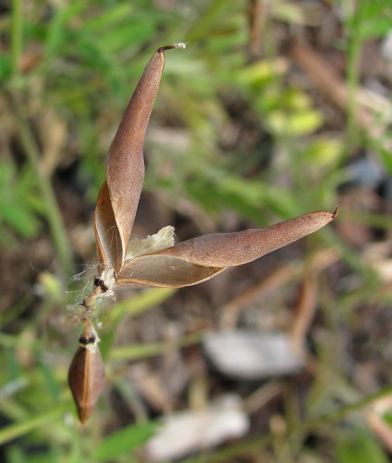 Image of Vicia cracca specimen.