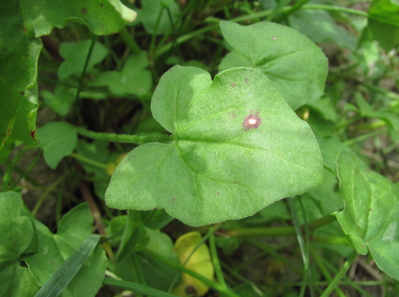 Image of Rumex hastifolius specimen.