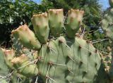 Opuntia phaeacantha разновидность camanchica форма rubra. Верхушка побега с плодами. Украина, г. Запорожье, Запорожский детский ботанический сад, каменистая горка. 04.08.2020.