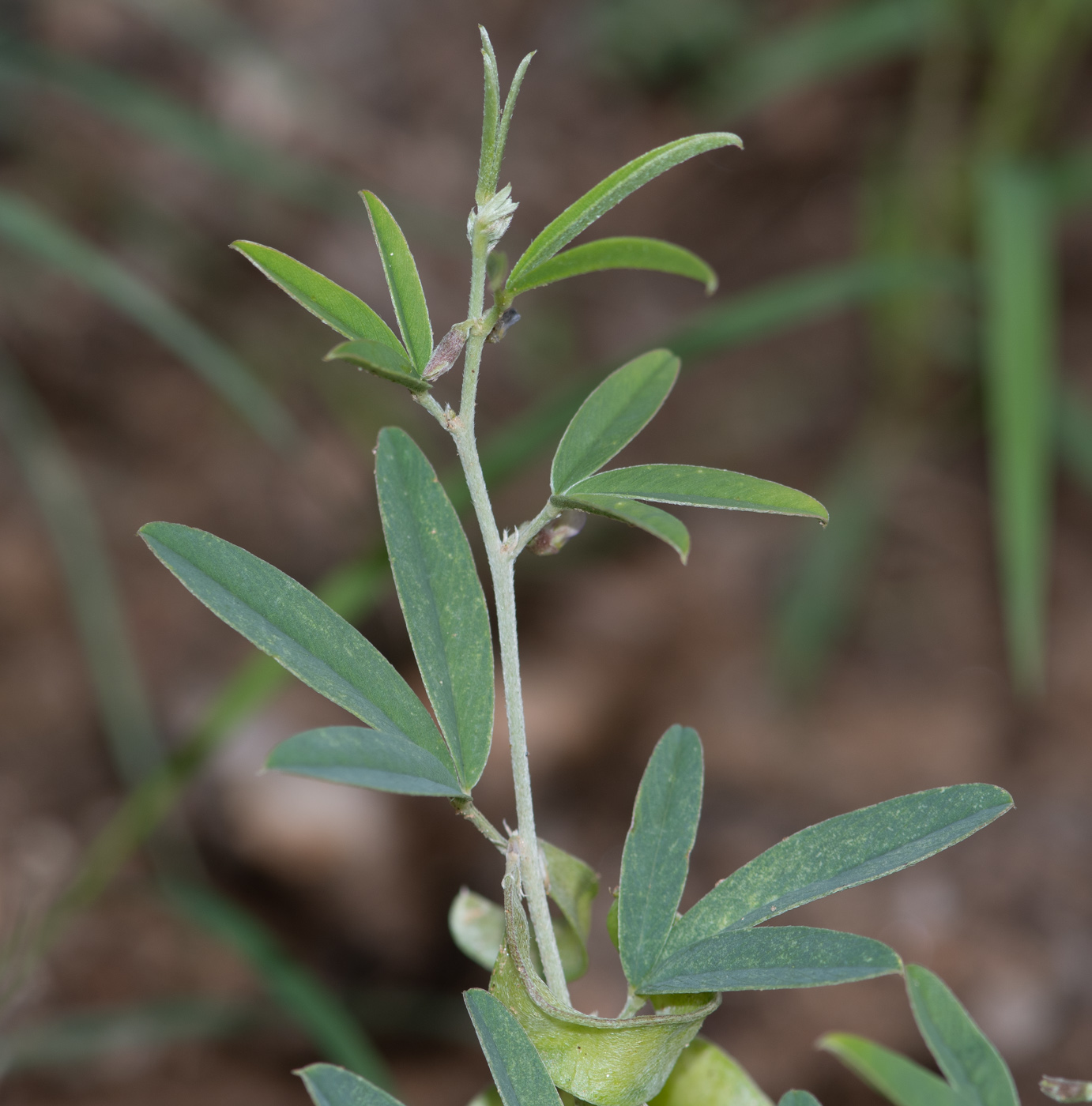 Image of Ptycholobium biflorum specimen.