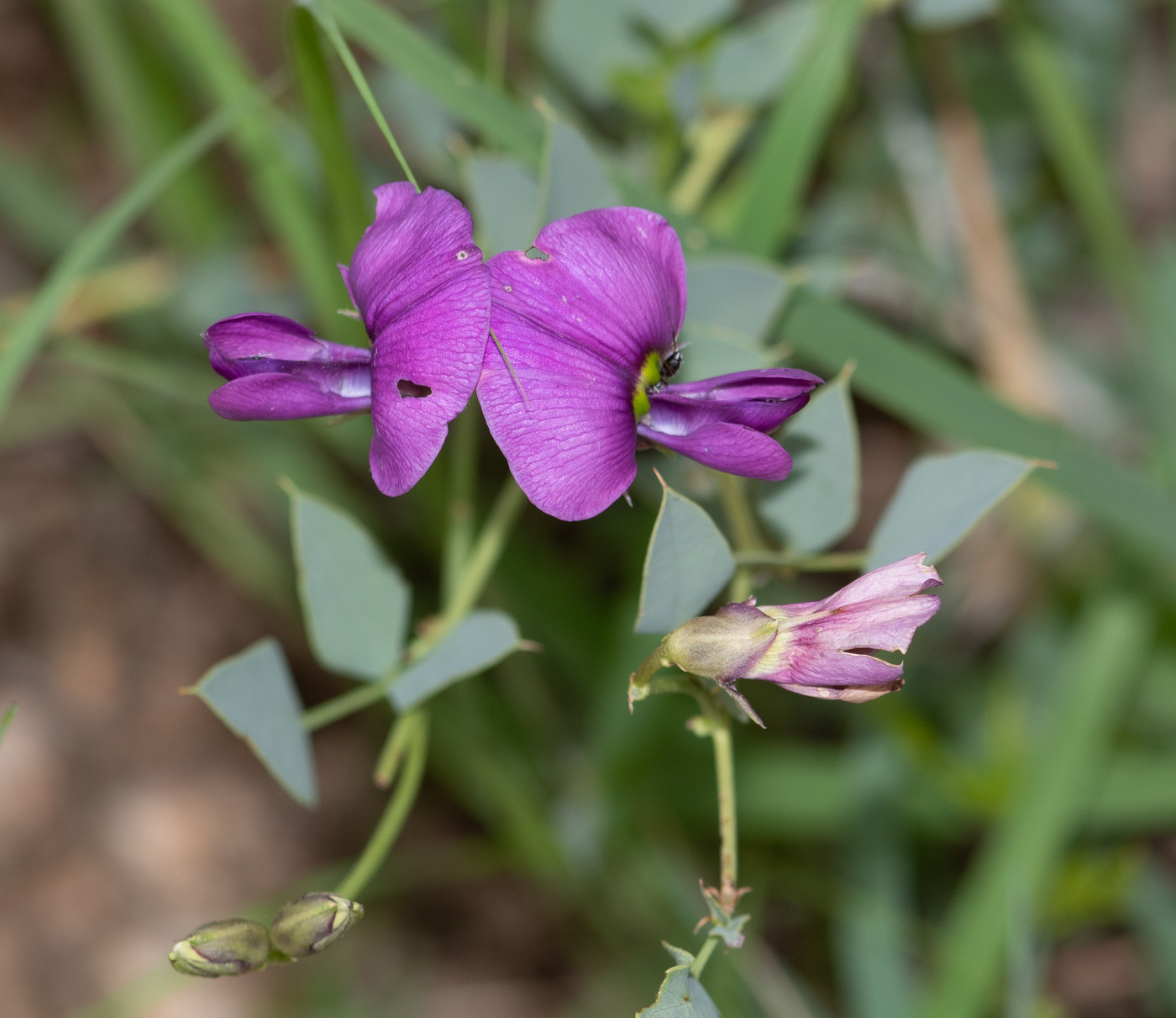 Image of Otoptera burchellii specimen.