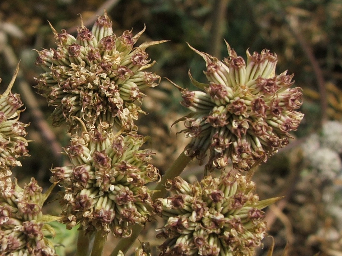 Image of Seseli lehmannii specimen.