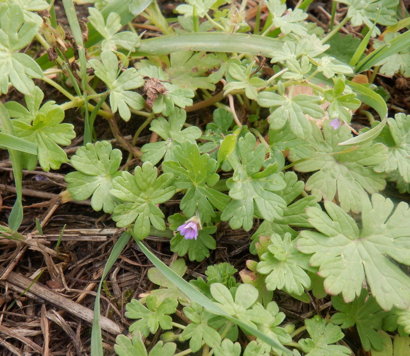 Image of genus Geranium specimen.