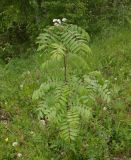 Sorbus aucuparia. Цветущее растение. Тверская обл., Весьегонск, Приморский парк. 5 июня 2020 г.