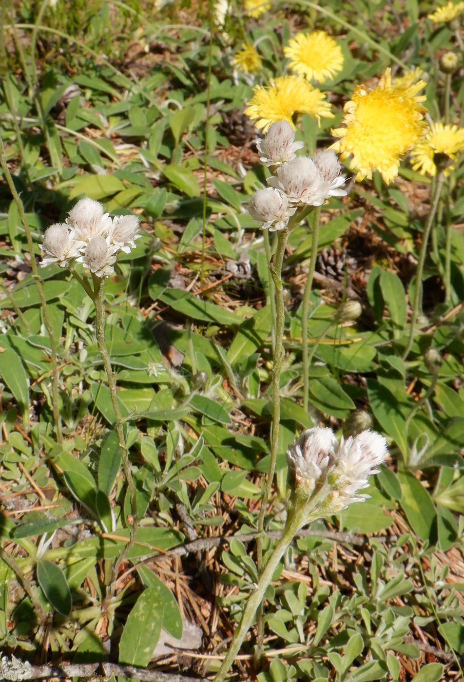 Изображение особи Antennaria dioica.