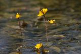 Utricularia &times; neglecta