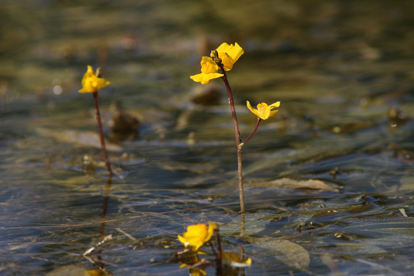 Изображение особи Utricularia &times; neglecta.