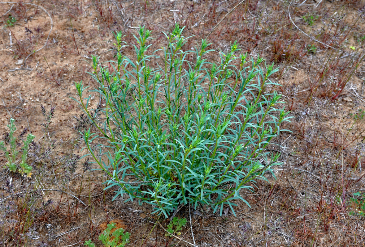 Изображение особи Euphorbia seguieriana.