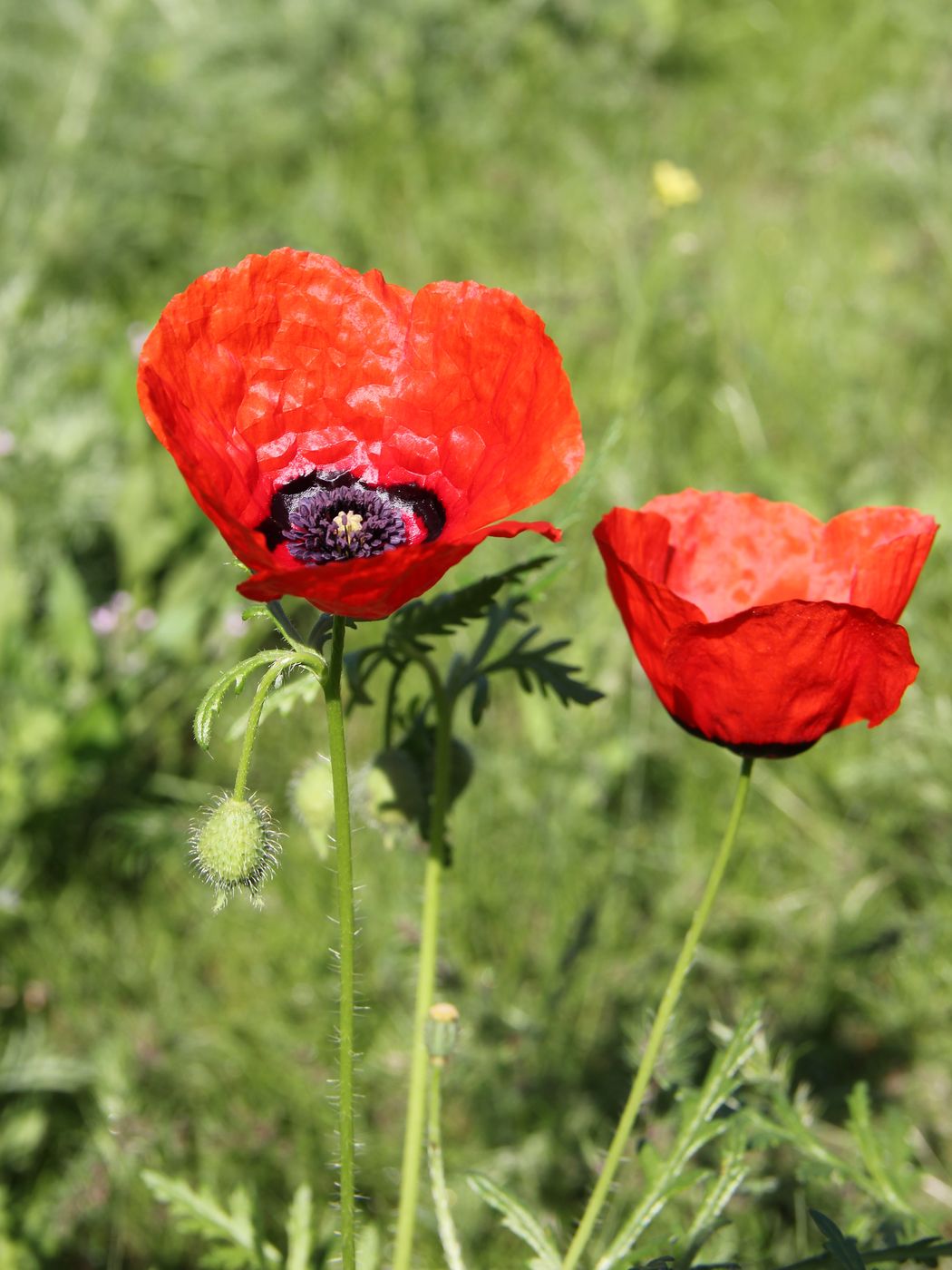 Image of Papaver pavoninum specimen.