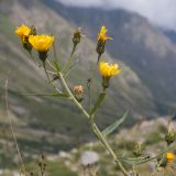 genus Hieracium. Верхушка цветущего растения. Кабардино-Балкария, Черекский р-н, Кабардино-Балкарский высокогорный заповедник, Черек-Безенгийское ущелье, окр. альплагеря \"Безенги\", ≈ 2200 м н.у.м., отложенная боковая морена, альпийский луг. 16.08.2021.