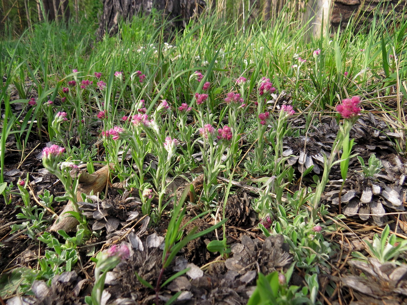 Изображение особи Antennaria dioica.