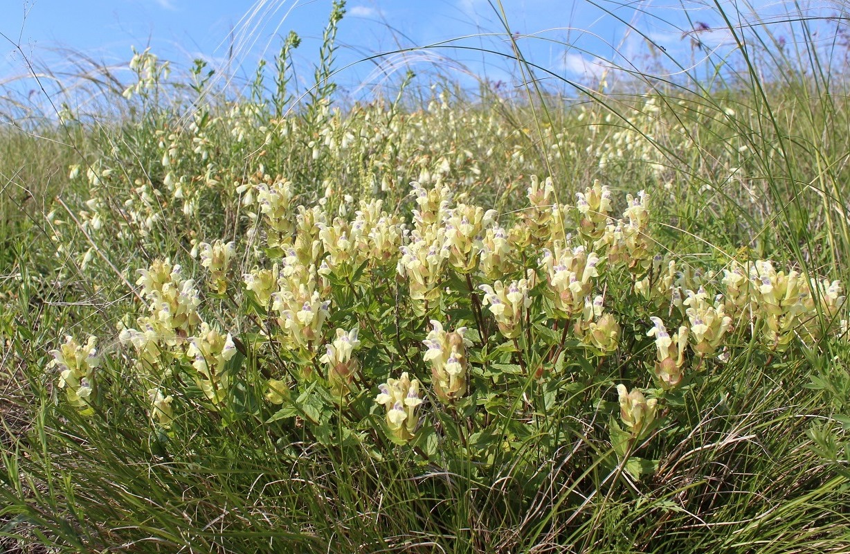 Image of Scutellaria creticola specimen.