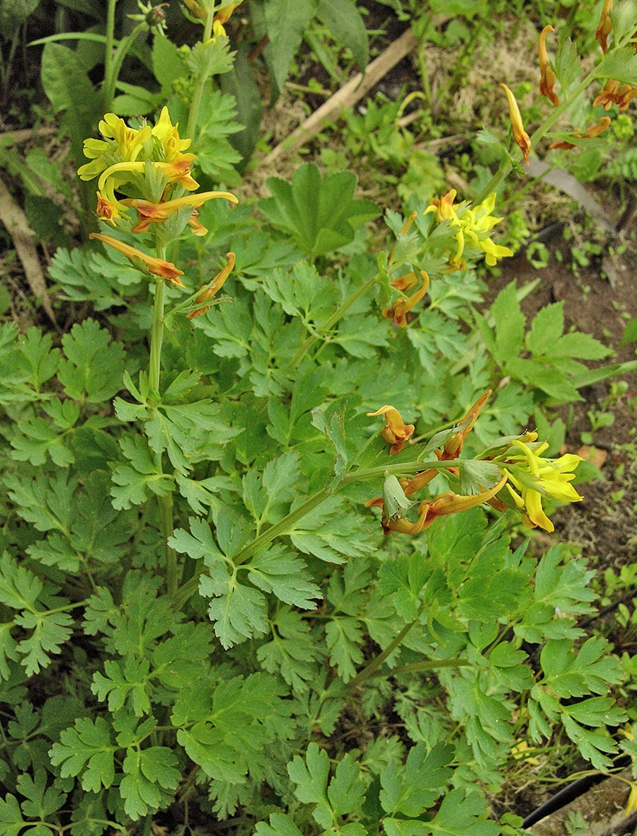 Изображение особи Corydalis ellipticarpa.