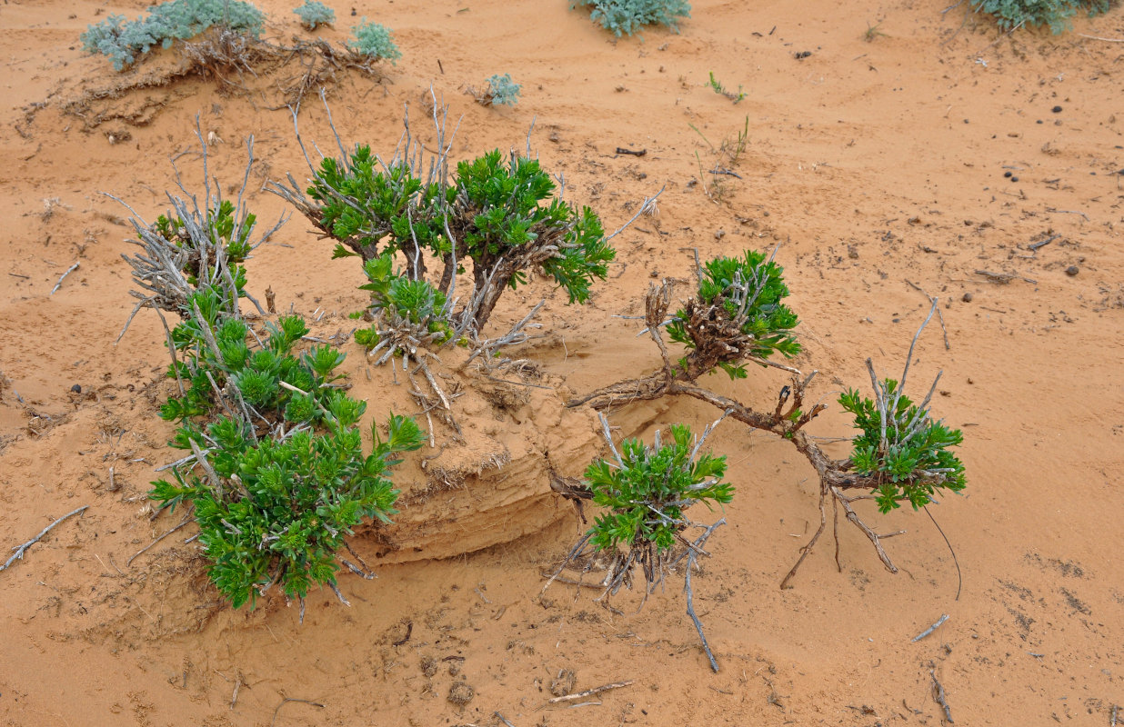 Image of Peganum harmala specimen.