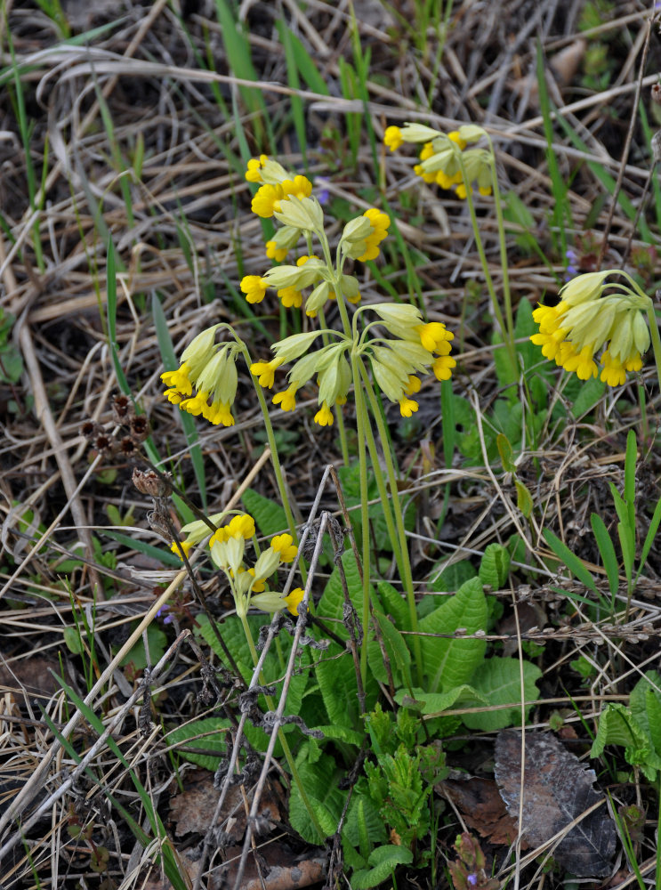 Image of Primula macrocalyx specimen.