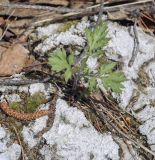 Artemisia vulgaris. Молодое вегетирующее растение. Пермский край, Кунгурский р-н, ур. Подкаменная гора, трещина в скальном обнажении. 06.05.2022.